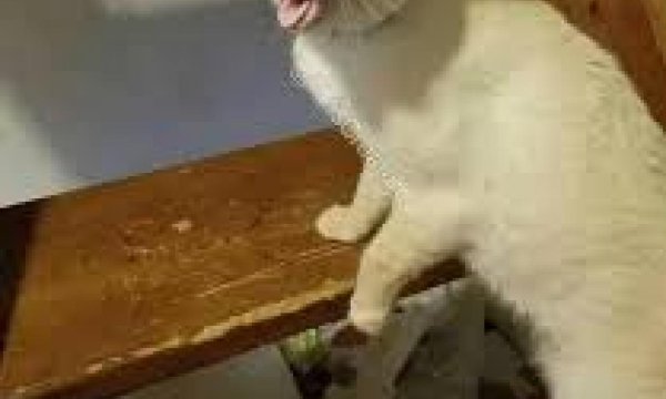 Кашляющий кот