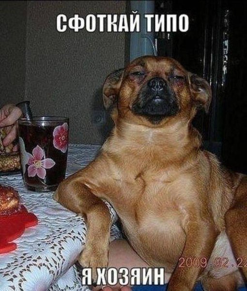 Прикольные картинки с собаками