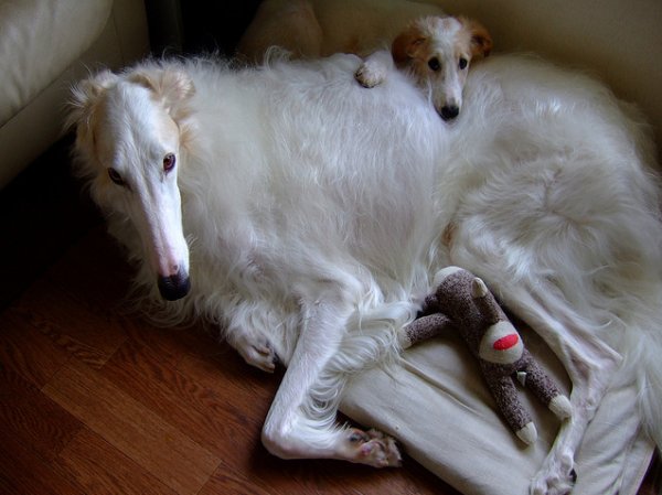 Русская псовая борзая щенки