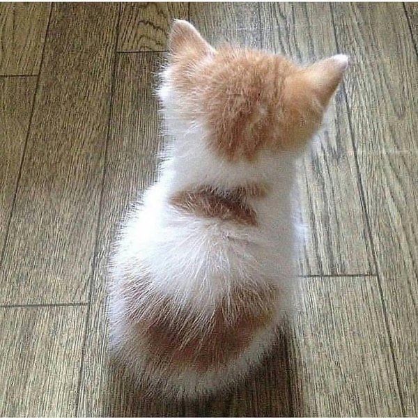 Котенок отвернулся