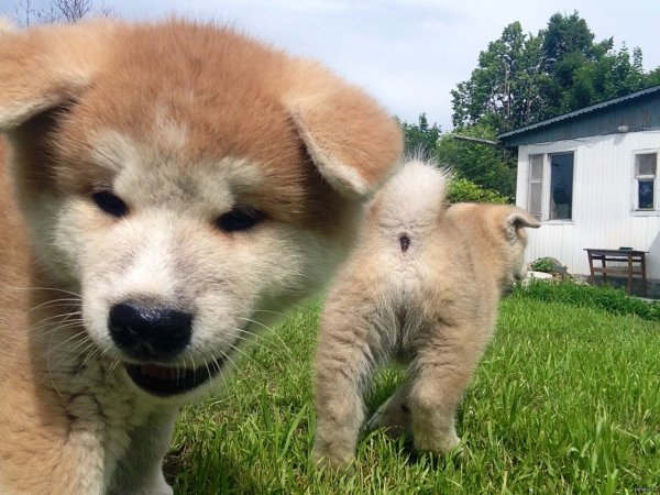 Злая Акита ину