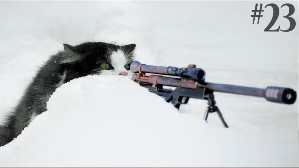 Кот с автоматом