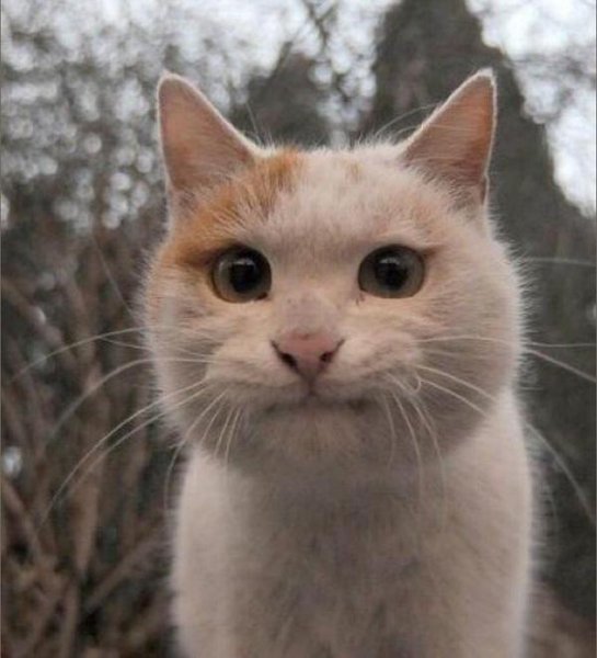 Кот надул щеки