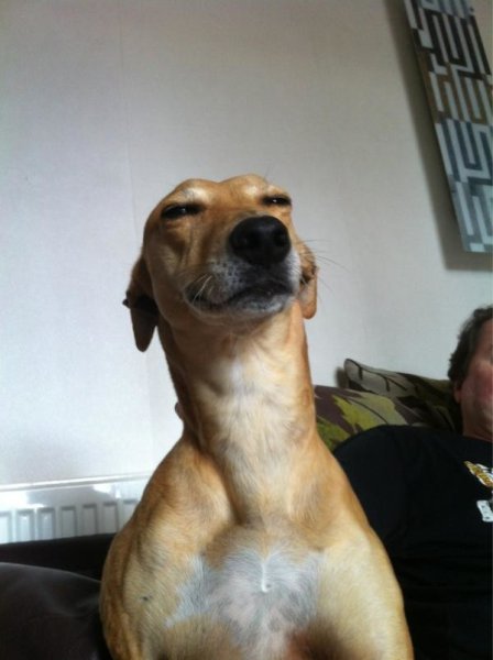 Собака с мема