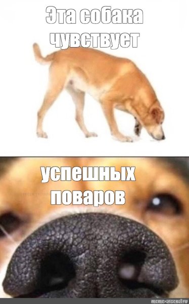 Пес нюхает