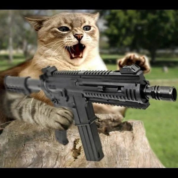 Кот стреляет