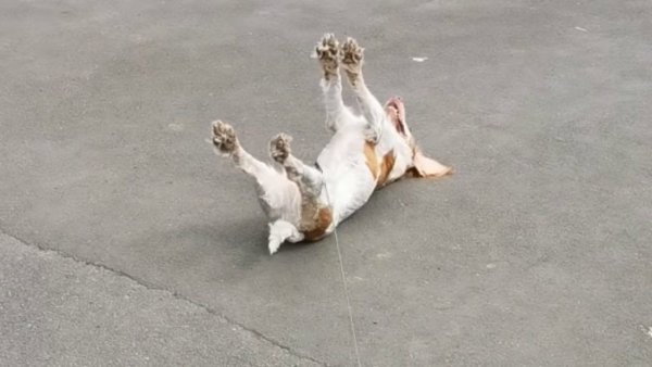 Собака падаетв. Оборок