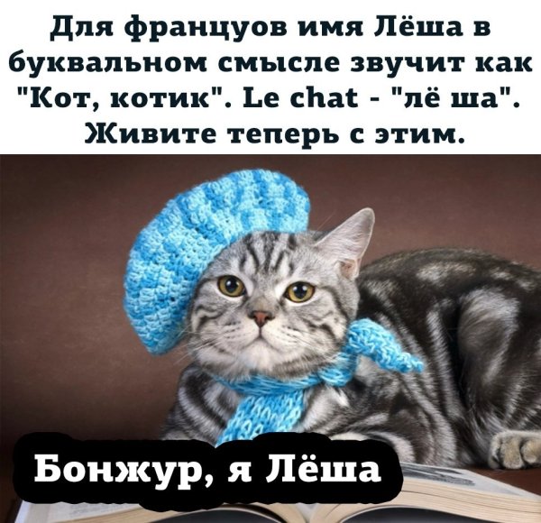 Мем Леша котик