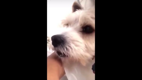 Собака подозревак видяшка