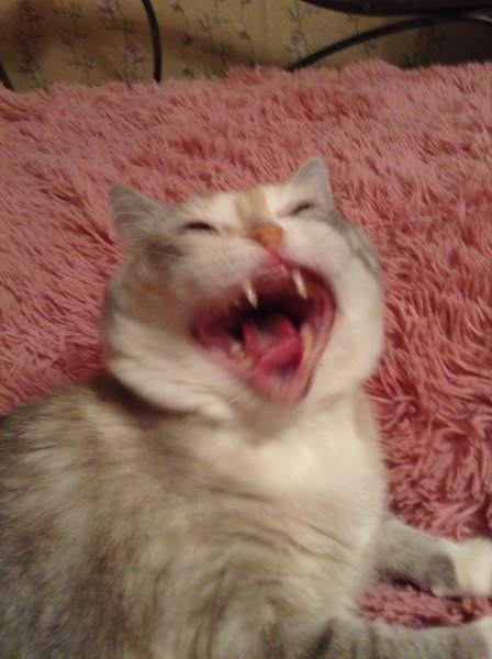 Кот зевнул Мем