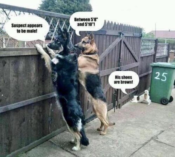 Собаки приколы с надписями