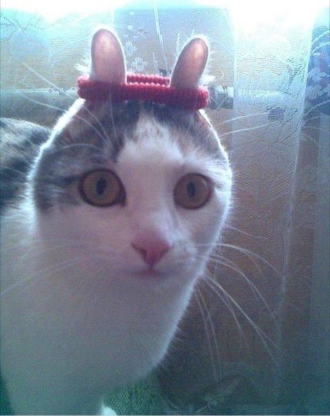 Котик с резинкой на голове