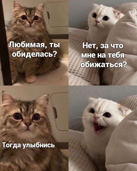 Мемы с котятами