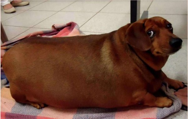 Карликовая такса толстая