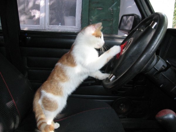 Кот в машине