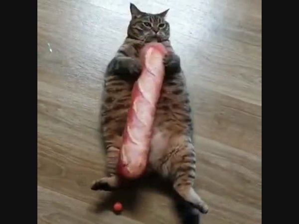 Толстый кот ест багет