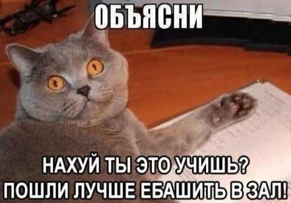 Мемы с котами про школу