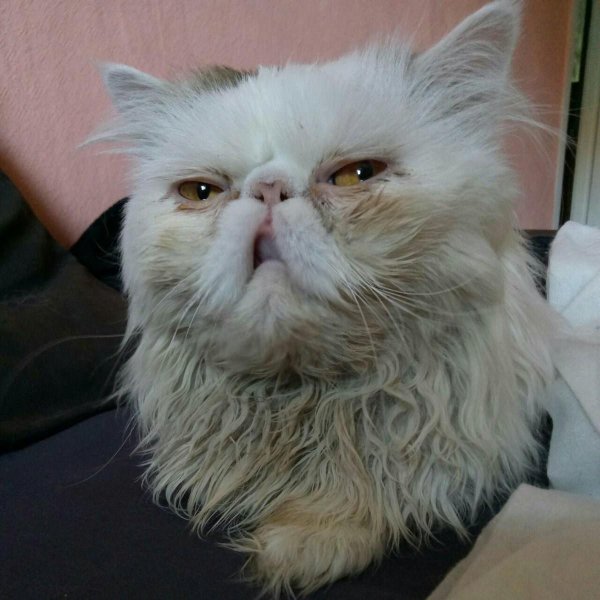 Сонный лохматый кот