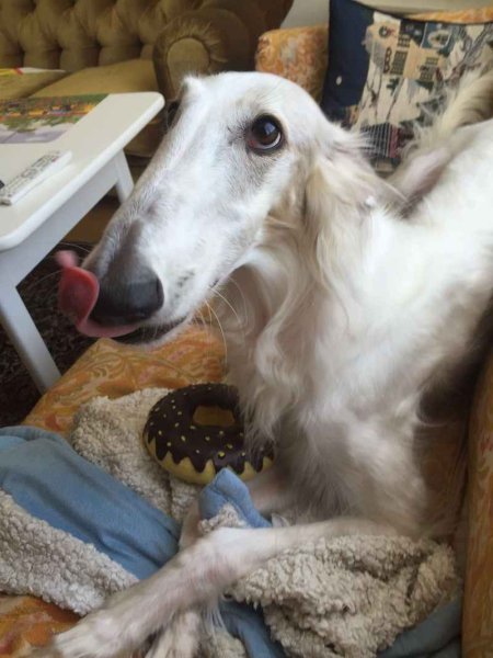 Русская псовая борзая нос