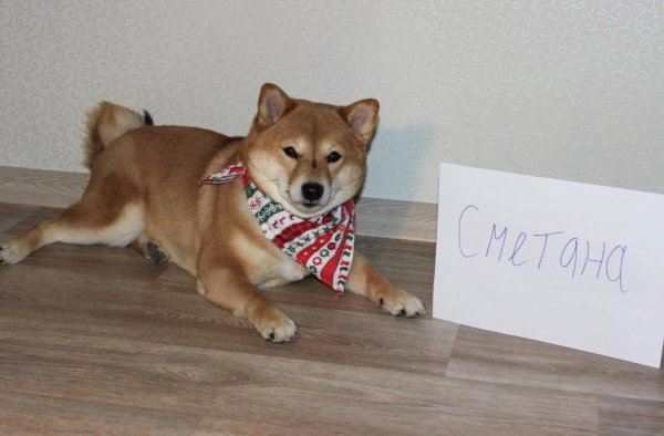 Сиба ину Нита