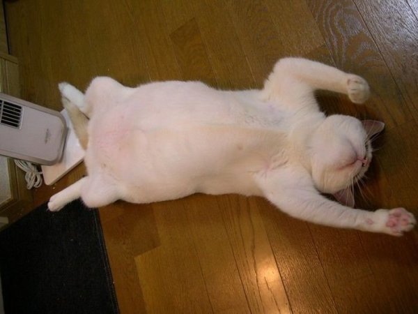 Обожравшийся кот