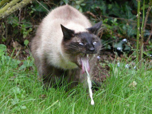 Кошка отрыгивает шерсть