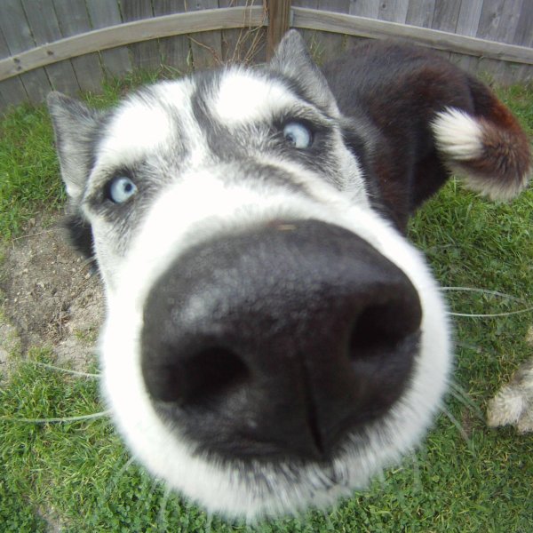 Собака мордой в камеру