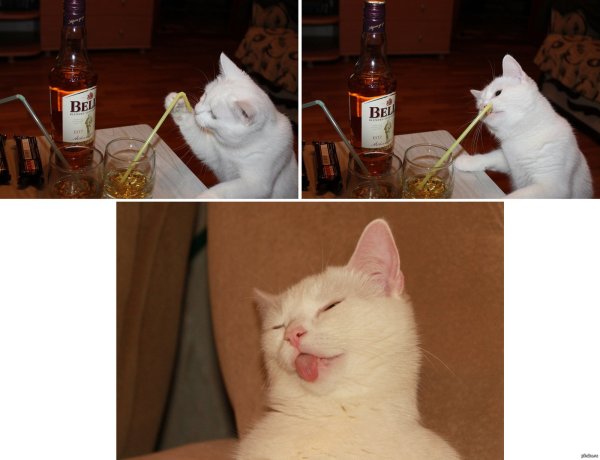 Мемы с котами и алкоголем