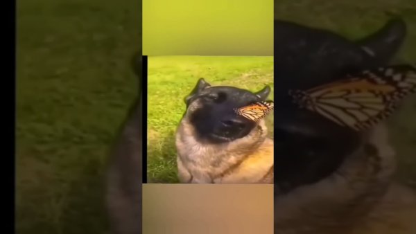 Собака бабочка