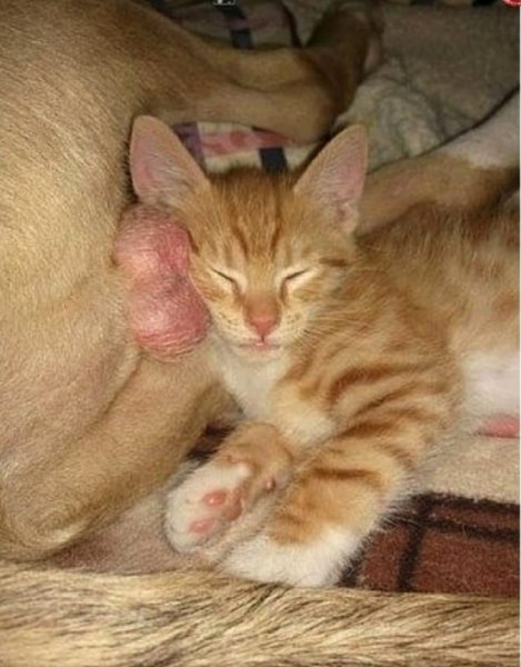 Радость материнства кошка