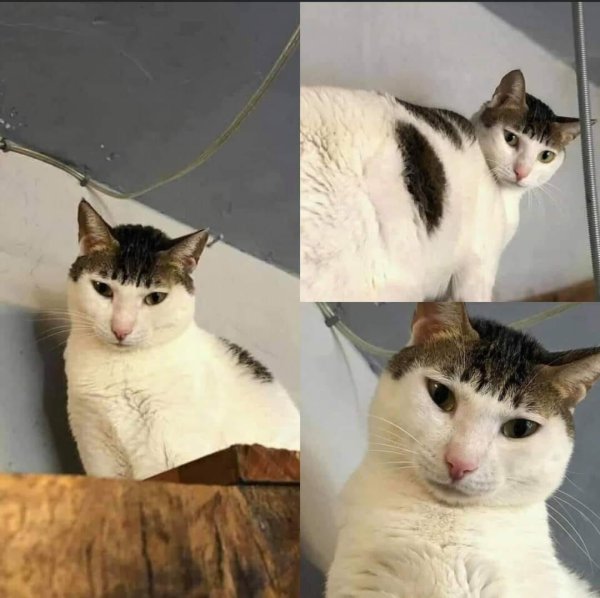 Кот с челкой Мем