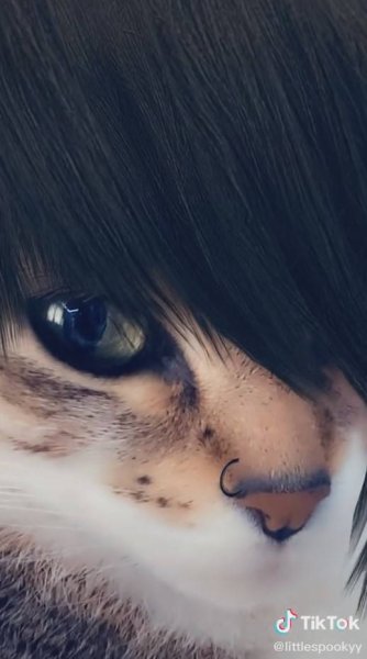 Кот с черной челкой