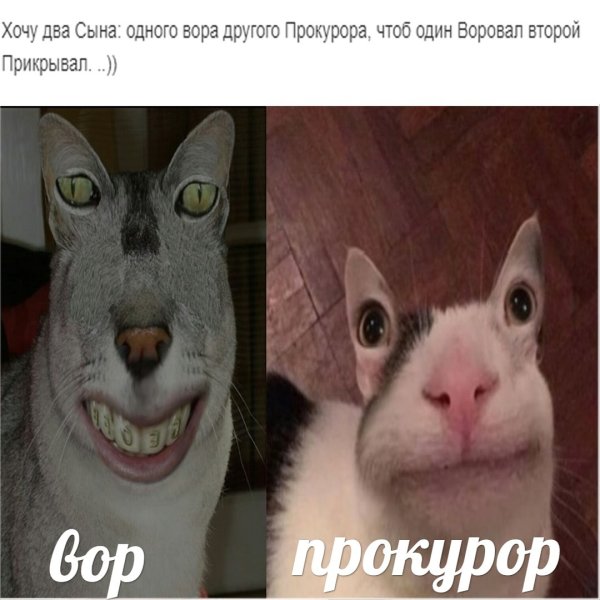 Смешные мемы с котами
