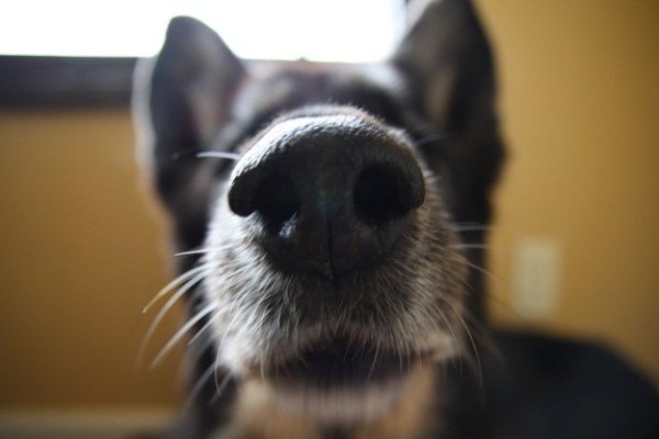 Собачий нос