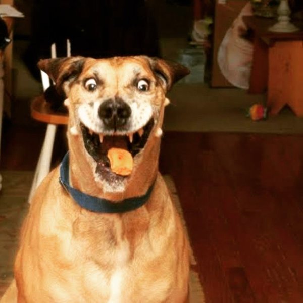 Дурная собака