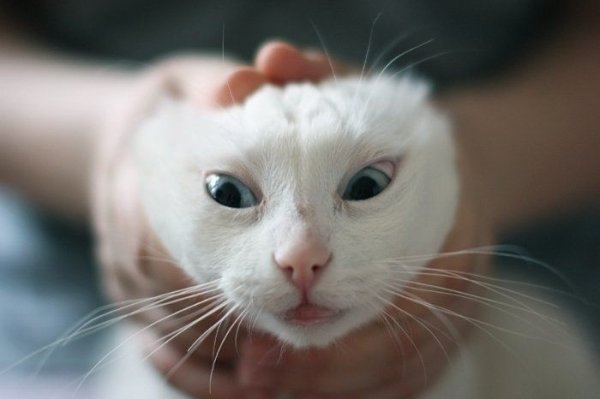 Кот с натянутыми ушами