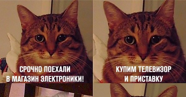 Понимающий кот мемы