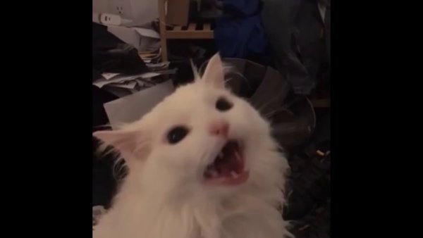 Белый кот кричит Мем