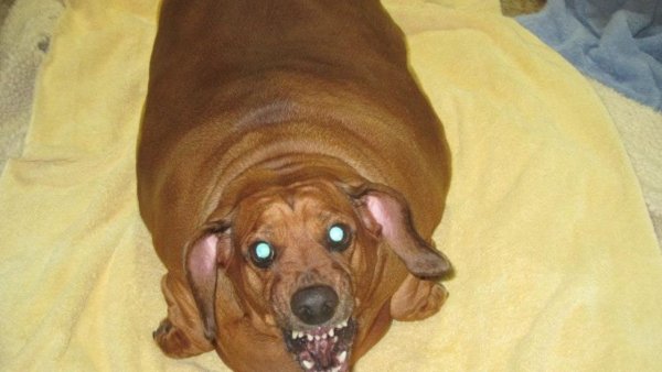 Сама жирная собака в мире