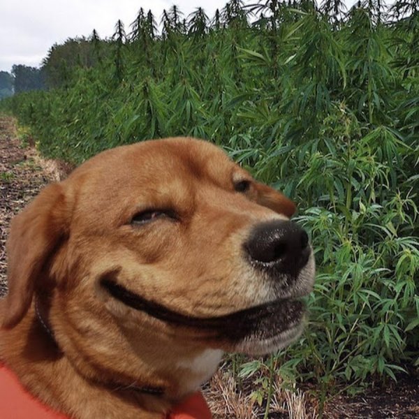 Собака улыбака