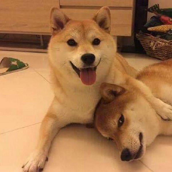 Сиба ину Рюдзи