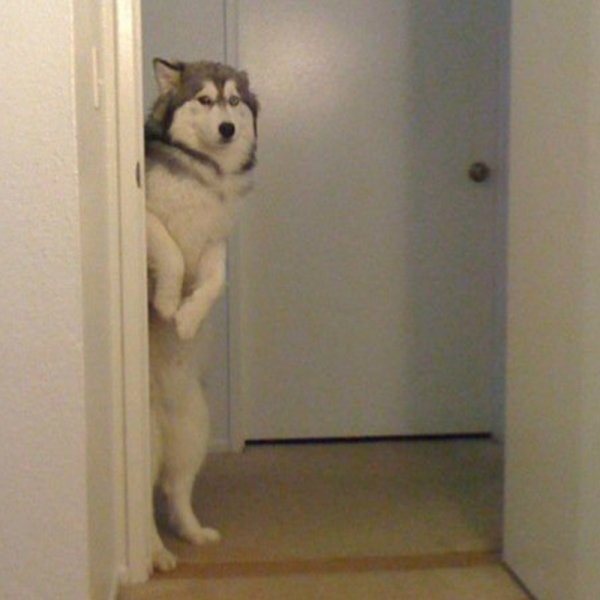 Собака выглядывает из-за двери