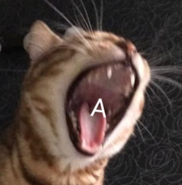 Котик с открытым ртом