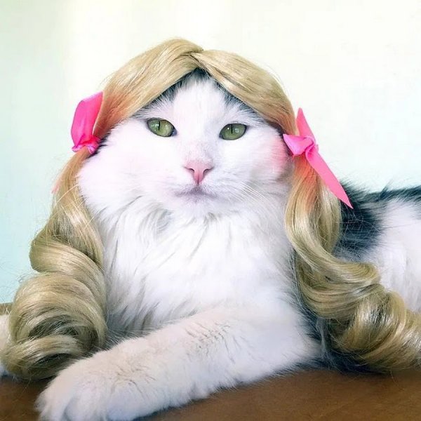 Кошка в парике