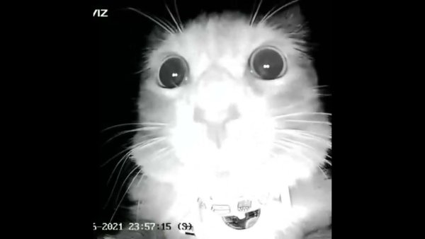 Кот с камерой