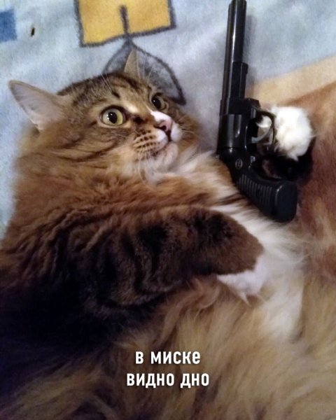Котов с автоматами
