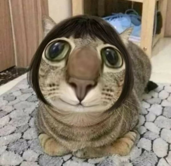 Кошка в парике