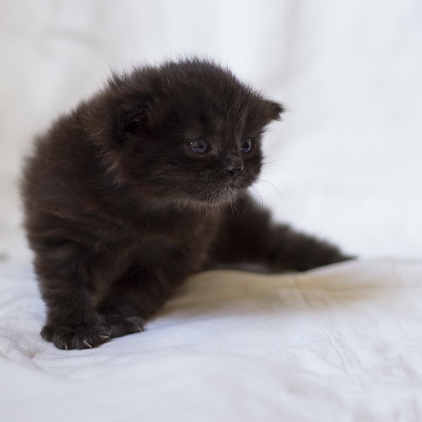 Кот в Отрубе