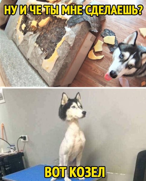 Приколы про хасок