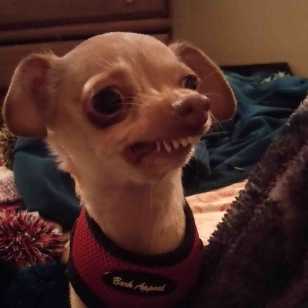 Смешные собаки